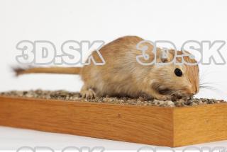 Gerbil - Meriones meridionus 0022